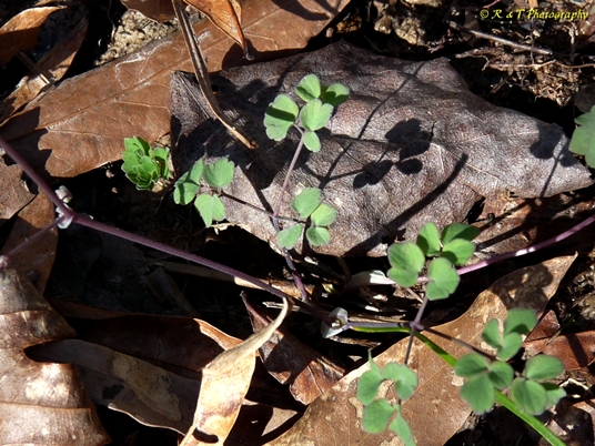 {Thalictrum debile}